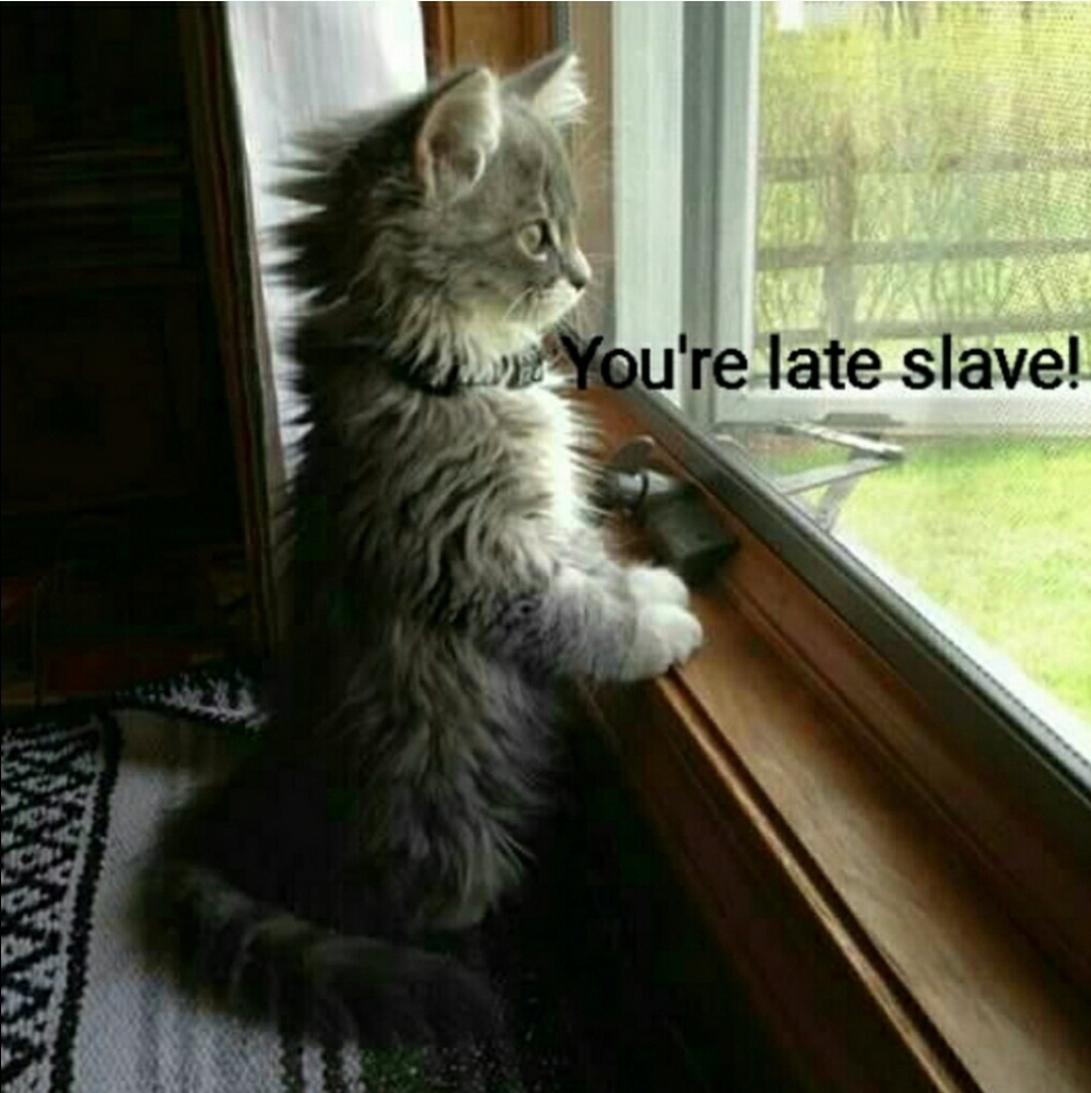 😹 - Picture 4 of 4